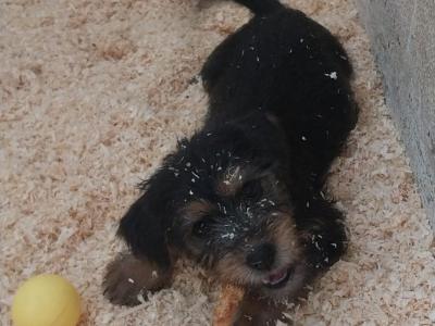 Yorkshire Terrier female