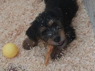 Female Yorkshire Terrier puppy in Mayo