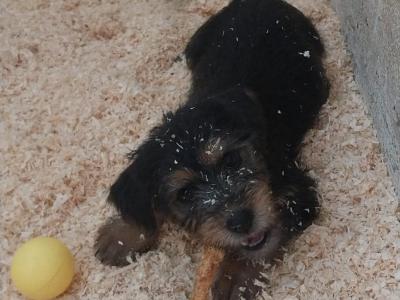 Female Yorkshire Terrier puppy in Mayo