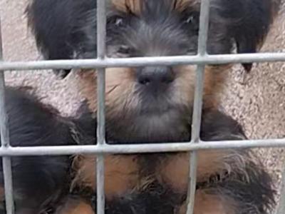Yorkshire Terrier female