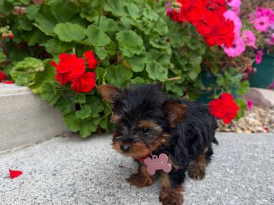 Miniature Yorkshire Terrier puppies in Kerry