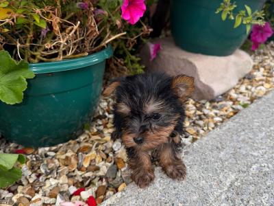 Miniature Yorkshire Terrier puppies in Kerry