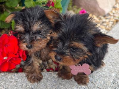 Miniature Yorkshire Terrier puppies in Kerry