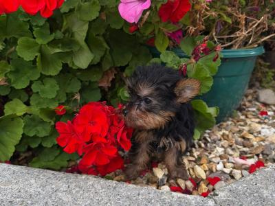 Miniature Yorkshire Terrier puppies in Kerry