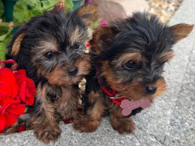 Miniature Yorkshire Terrier puppies in Kerry