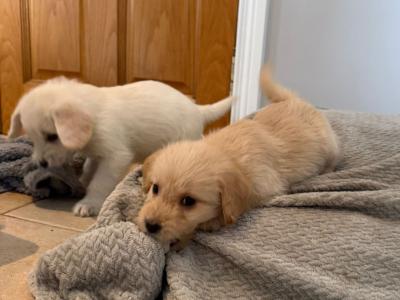 F2 Labradoodle puppies in Down