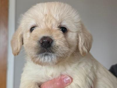 F2 Labradoodle puppies in Down