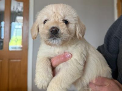 F2 Labradoodle puppies in Down
