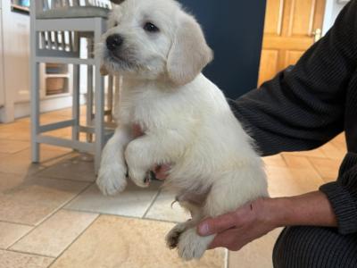 F2 Labradoodle puppies in Down