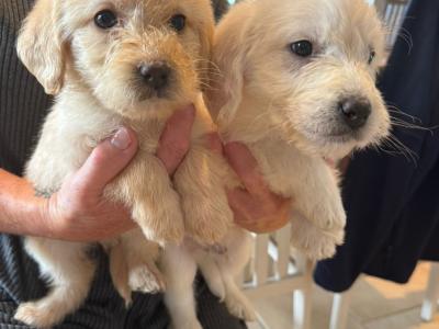 F2 Labradoodle puppies in Down
