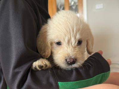 F2 Labradoodle puppies in Down
