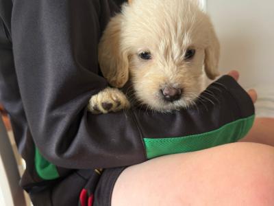 F2 Labradoodle puppies in Down