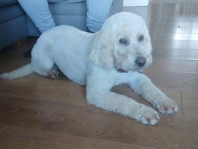 F2 Labradoodle puppies in Down