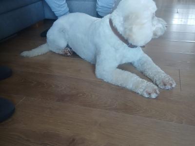 F2 Labradoodle puppies in Down