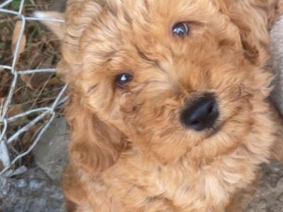 Beautiful F1B Cavapoo male puppies in Carlow