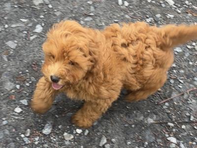 Beautiful F1B Cavapoo male puppies in Carlow