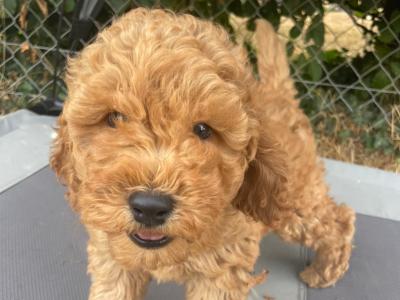 Beautiful F1B Cavapoo male puppies in Carlow