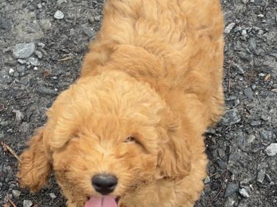 Beautiful F1B Cavapoo male puppies in Carlow