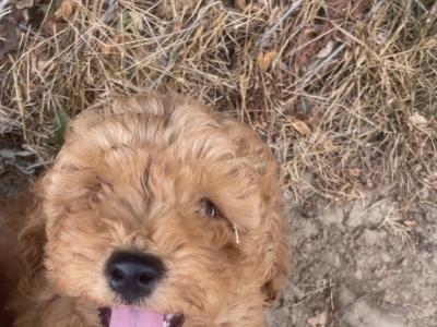 Beautiful F1B Cavapoo male puppies in Carlow