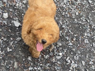 Beautiful F1B Cavapoo male puppies in Carlow