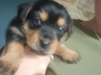 Yorkshire Terrier female