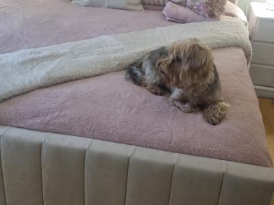 Yorkshire Terrier female