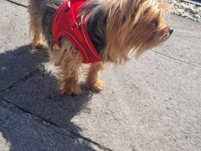 Yorkshire Terrier female