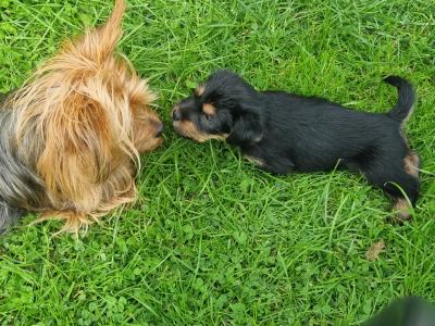 Yorkshire Terrier female