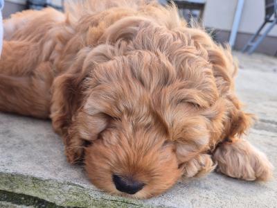 Beautiful male Cockapoo puppies in Meath