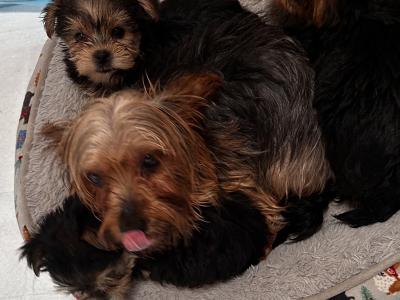 Miniature Yorkshire Terrier