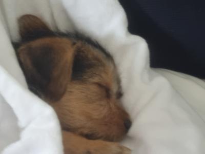 Yorkshire Terrier female