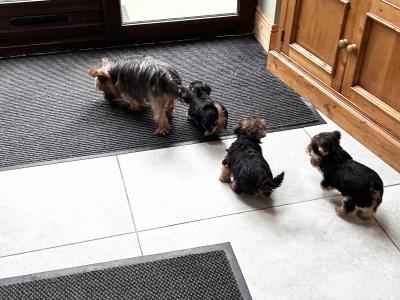 Miniature Yorkshire Terrier