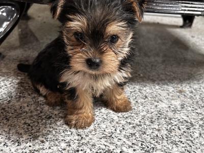 Miniature Yorkshire Terrier