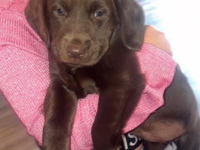 Chocolate Labradors