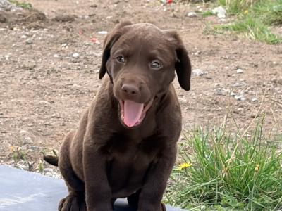 Chocolate Labradors