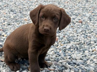 Chocolate Labrador puppies in Laois