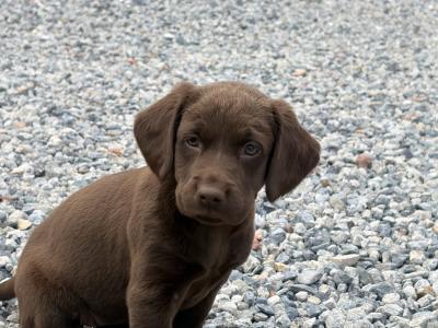 Chocolate Labradors