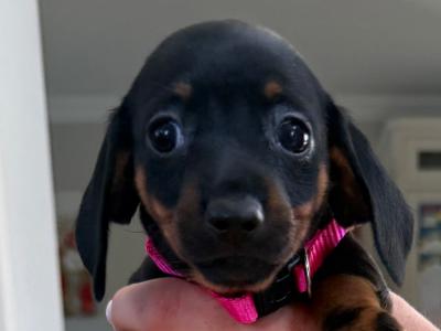 Miniature Dachshund pups