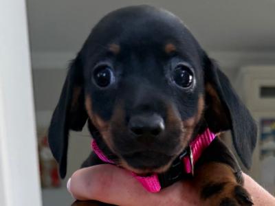 Miniature Dachshund puppies in Wicklow