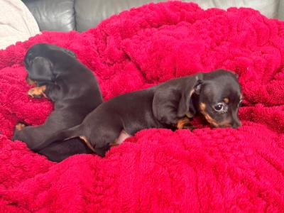 Miniature Dachshund pups