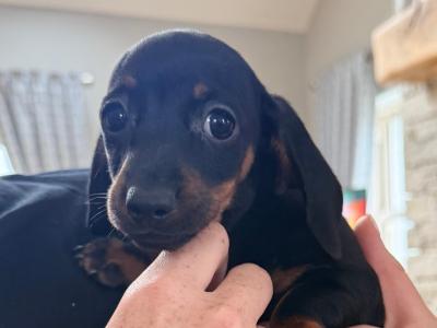 Miniature Dachshund pups