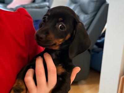 Miniature Dachshund pups