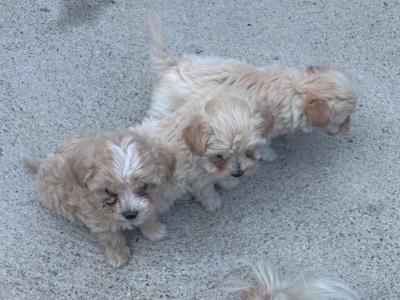Maltipoo puppies in Wexford
