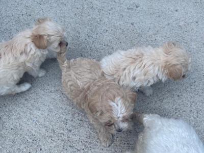 Maltipoo puppies in Wexford