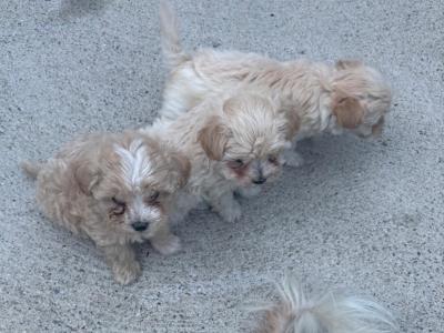 Maltipoo puppies in Wexford
