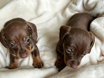 Dachshund puppies female