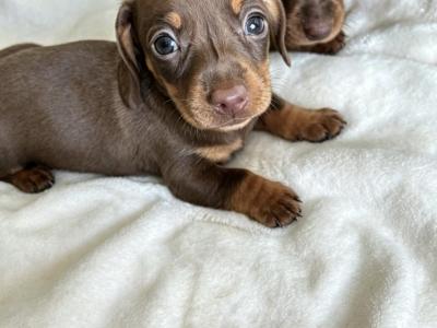 Dachshund puppies female