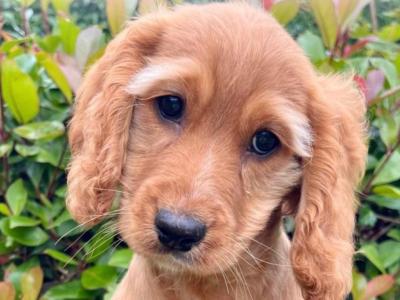 Miniature Golden Doodle puppies available