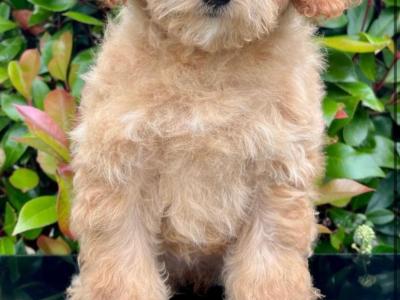 Miniature Golden Doodle puppies available