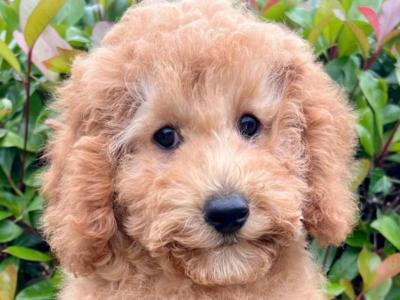 Miniature Golden Doodle puppies available